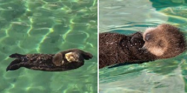 Une Loutre De Mer Sauvage Exhibe Fi Rement Son Petit Dans Un Bassin De