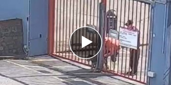 Ils Tentent De Faire Passer Leur Chien Entre Les Grilles Du Refuge Pour