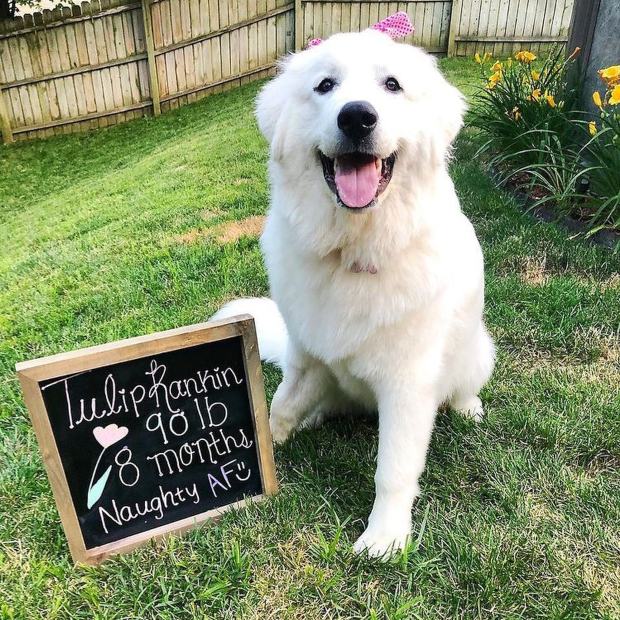 8-race-de-chiens-qui-ressemblent-a-des-doudous-chien-de-montagne-des-pyrénées