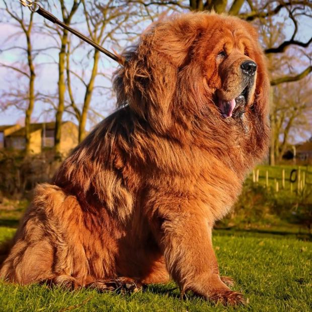 8-race-de-chiens-qui-ressemblent-a-des-doudous-dogue-du-tibet