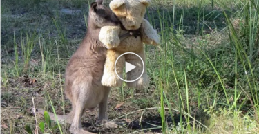 Kangourou a besoin de tendresse Monpetitloulou