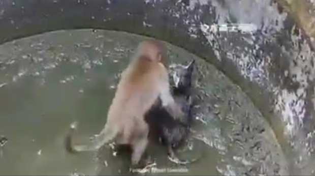 singe sauve chat tombe dans un puit