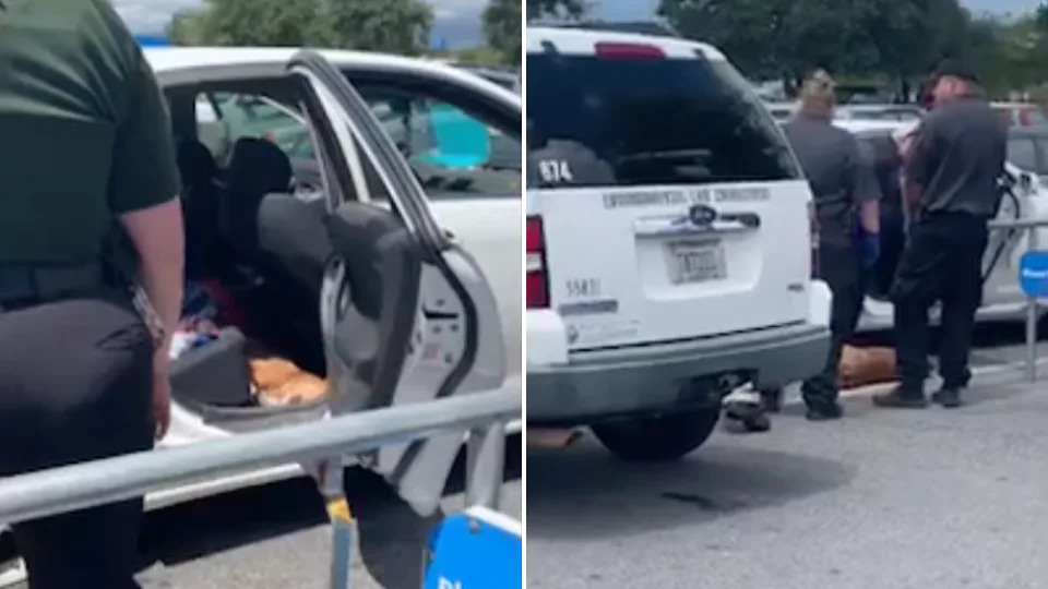 Authorities remove the dead dog from Crystal Marie Houk's car.